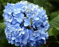 Hydrangea macrophylla 'Blauw' - XL