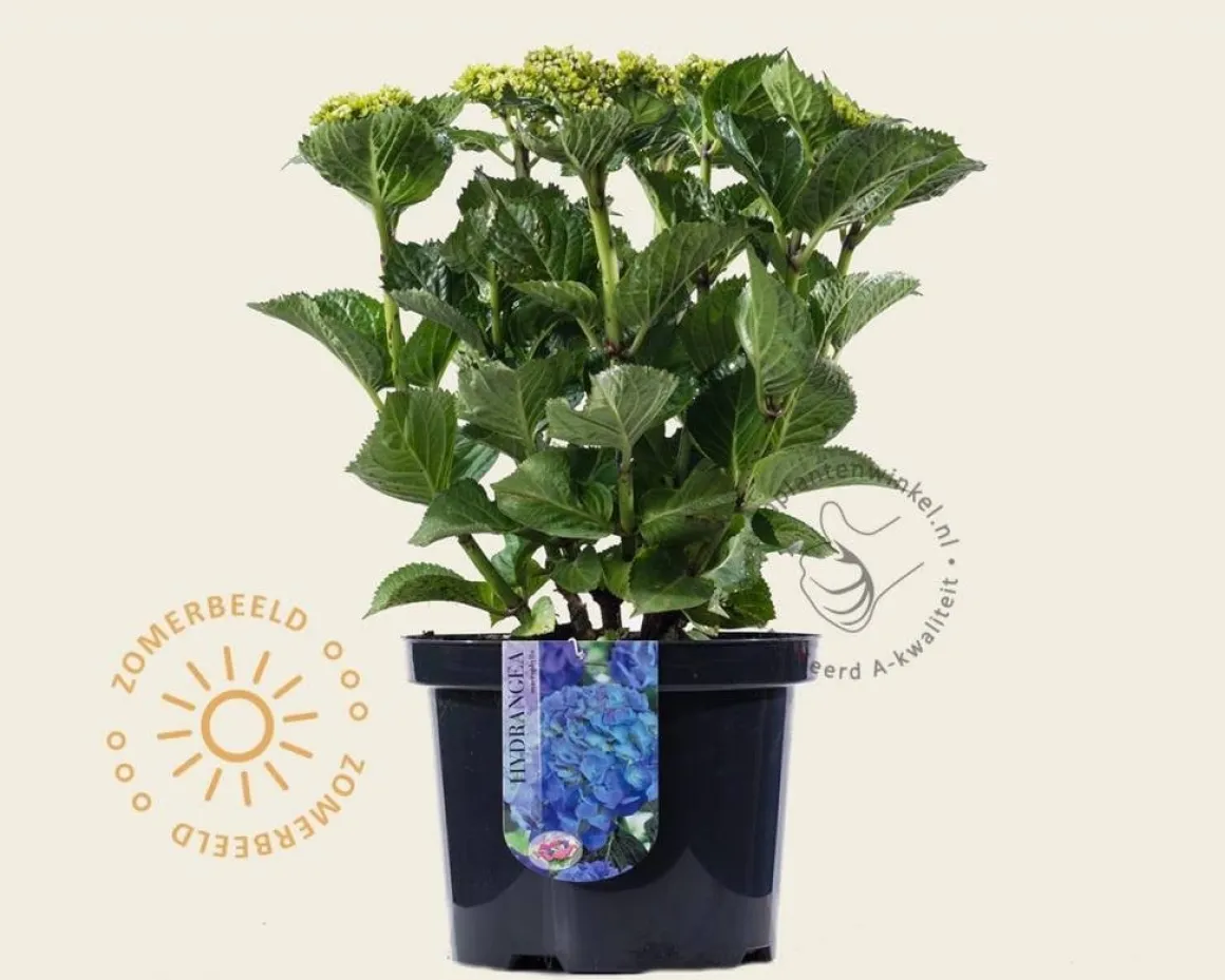 Hydrangea macrophylla 'Blauw'