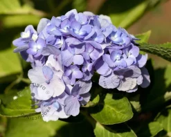 Hydrangea macrophylla 'Bodensee'