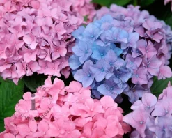 Hydrangea macrophylla 'Bouquet Rose'