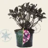 Hydrangea macrophylla 'Dark Angel Purple'