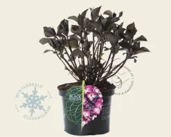 Hydrangea macrophylla 'Dark Angel Purple'
