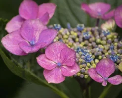 Hydrangea macrophylla 'Dark Angel Purple'
