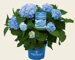 Hydrangea macrophylla 'Endless Summer Blue'