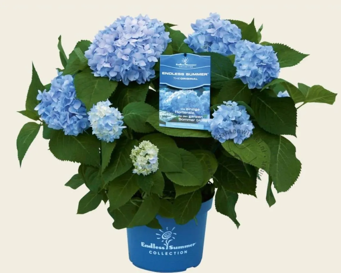 Hydrangea macrophylla 'Endless Summer Blue'