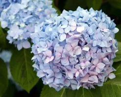 Hydrangea macrophylla 'Endless Summer Blue'
