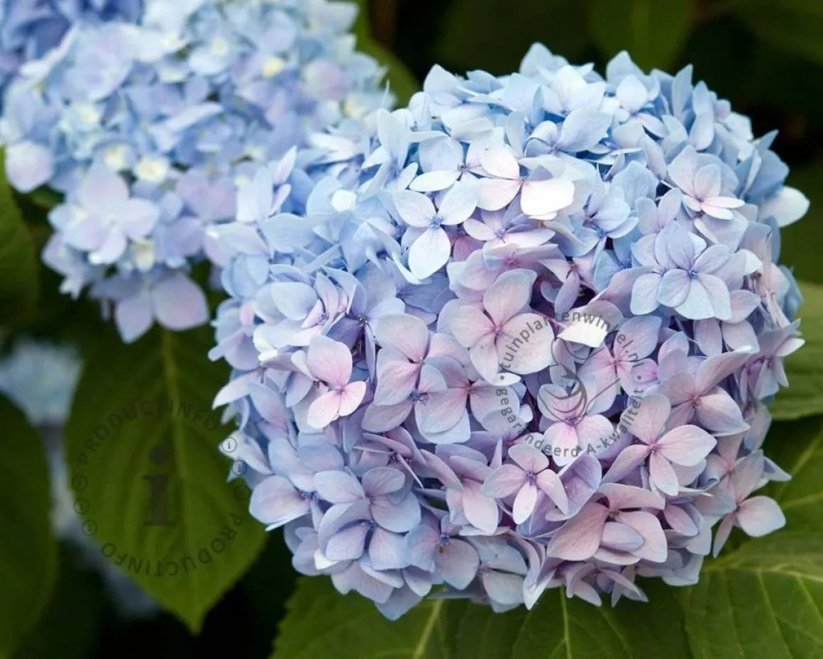 Hydrangea macrophylla 'Endless Summer Blue'
