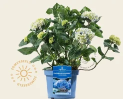 Hydrangea macrophylla 'Endless Summer Blue'