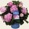 Hydrangea macrophylla 'Endless Summer Pink'