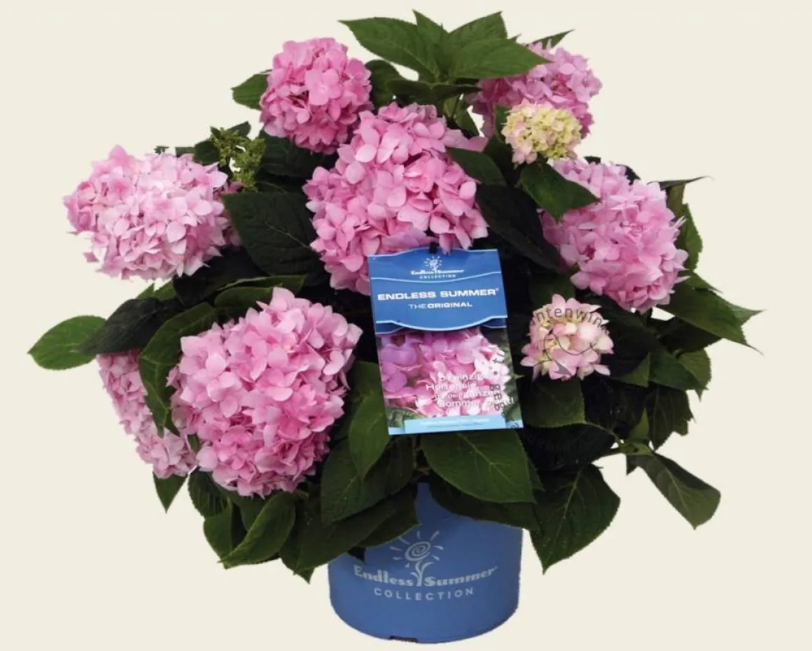 Hydrangea macrophylla 'Endless Summer Pink'