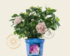 Hydrangea macrophylla 'Endless Summer Pink'