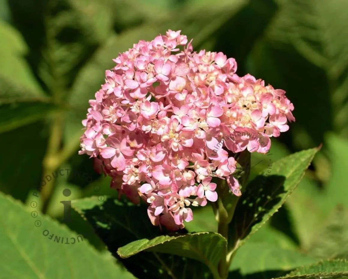 Hydrangea macrophylla 'Endless Summer Pink'