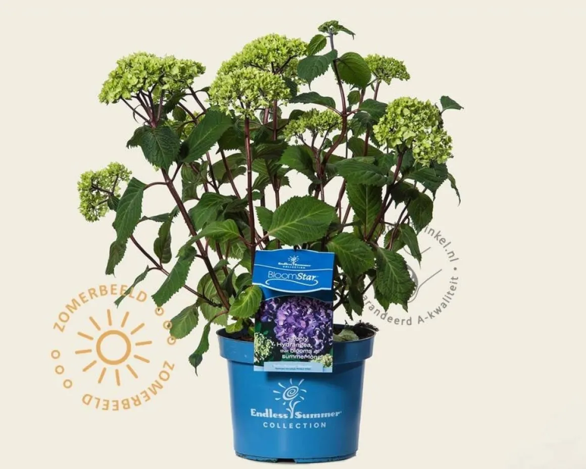 Hydrangea macrophylla 'Endless Summer BloomStar'