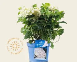 Hydrangea macrophylla 'Endless Summer DreamCloud'