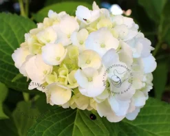 Hydrangea macrophylla 'Endless Summer DreamCloud'