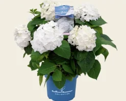 Hydrangea macrophylla 'Endless Summer DreamCloud'
