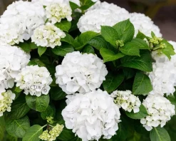 Hydrangea macrophylla 'Forever & Ever' (Wit)