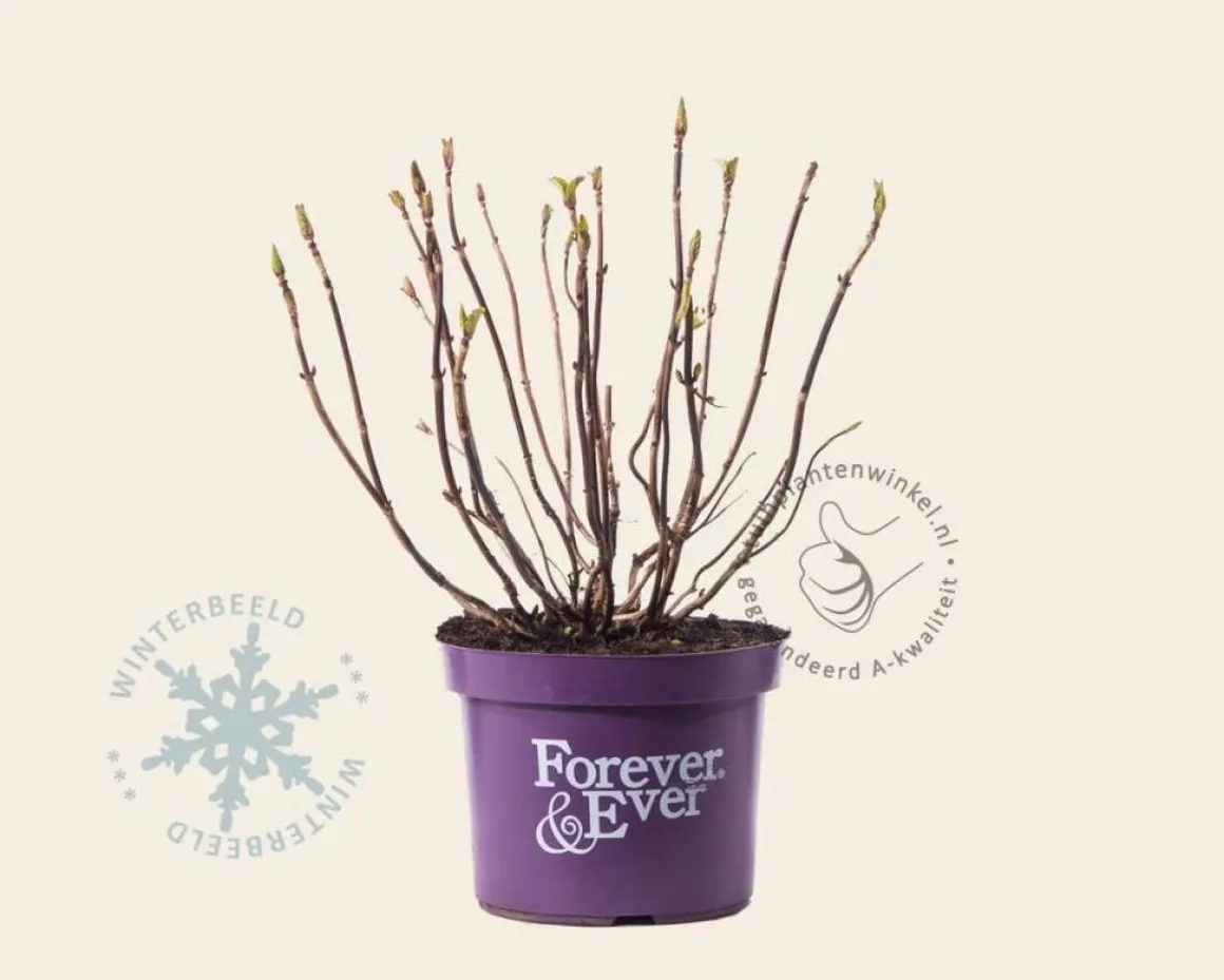 Hydrangea macrophylla 'Forever & Ever' (Wit)