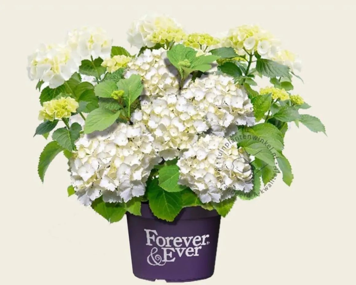 Hydrangea macrophylla 'Forever & Ever' (Wit)