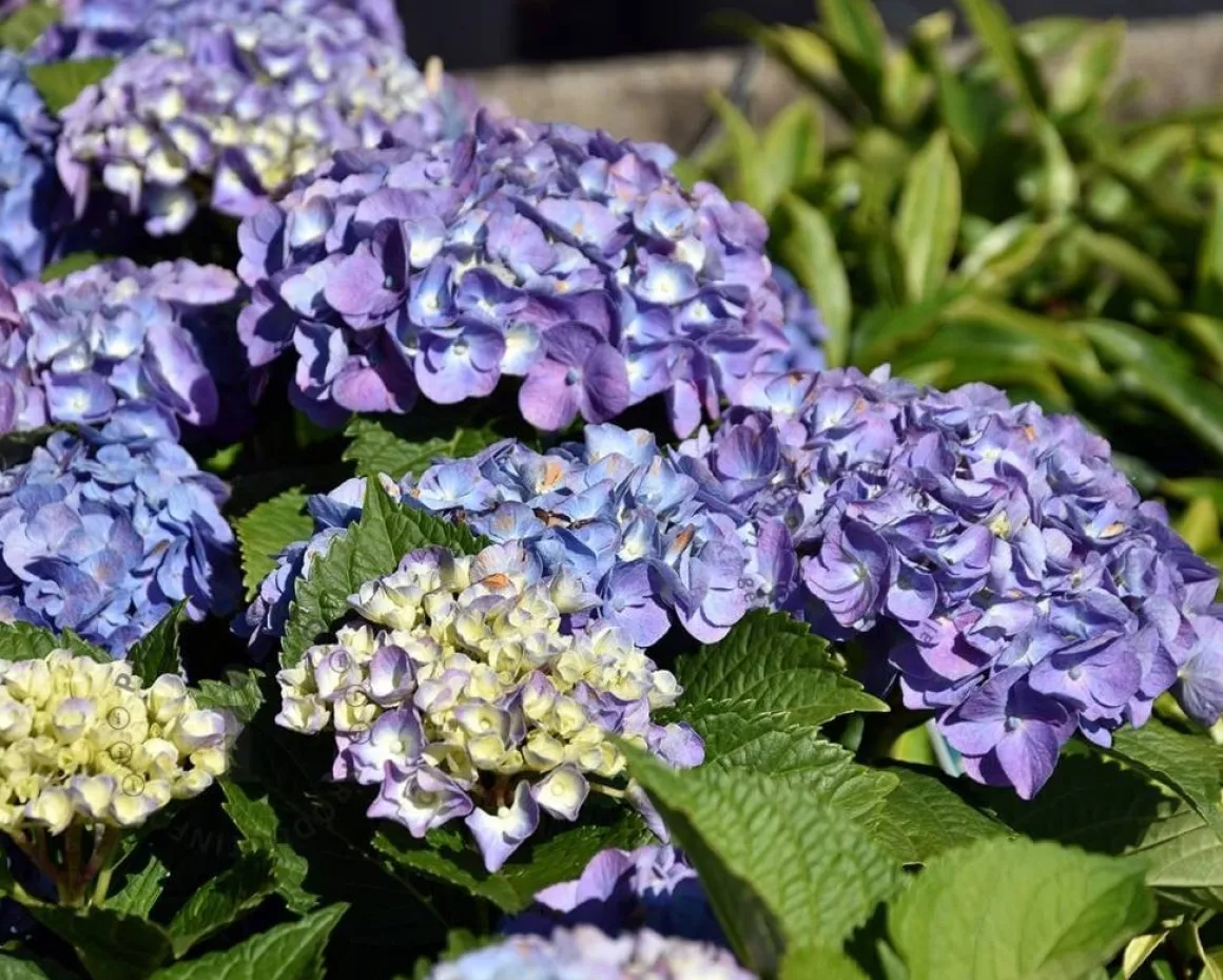 Hydrangea macrophylla 'Forever & Ever' (Blauw)