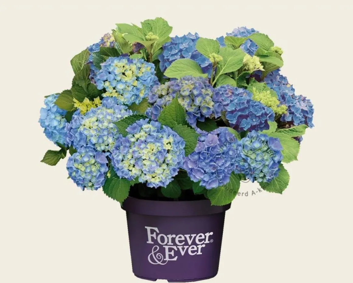 Hydrangea macrophylla 'Forever & Ever' (Blauw)