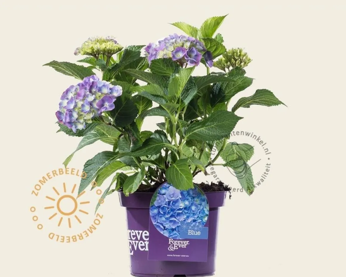 Hydrangea macrophylla 'Forever & Ever' (Blauw)