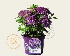 Hydrangea macrophylla 'Forever & Ever' (Paars)