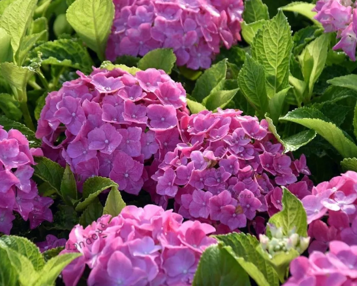 Hydrangea macrophylla 'Forever & Ever' (Roze)