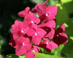 Hydrangea macrophylla 'Forever & Ever' (Rood)