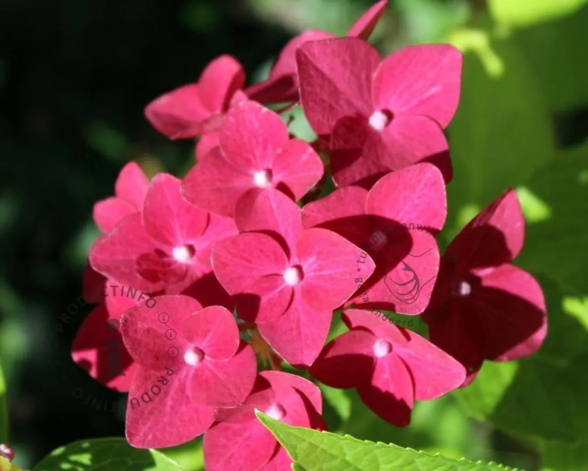 Hydrangea macrophylla 'Forever & Ever' (Rood)
