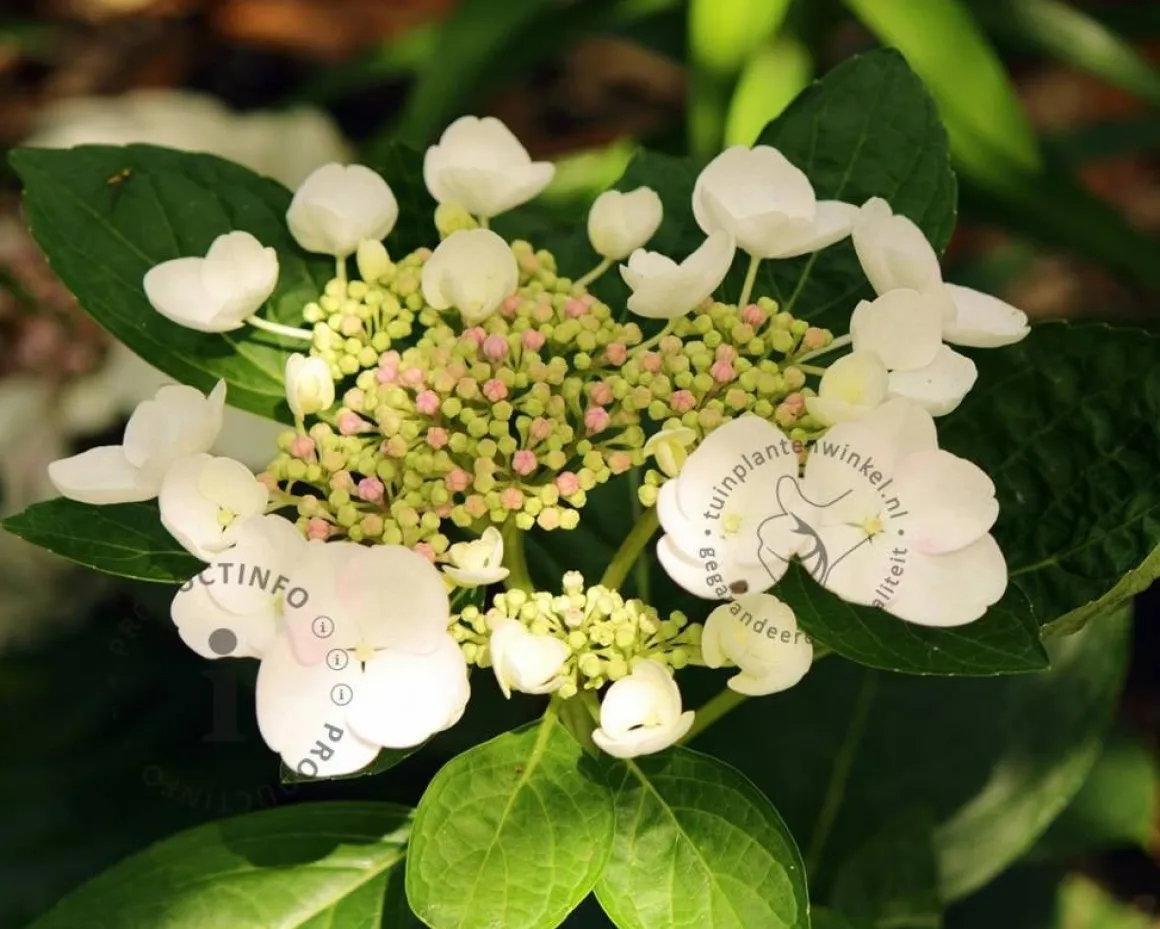 Hydrangea macrophylla 'Libelle'