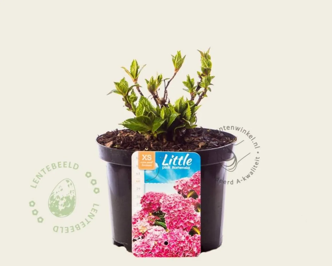 Hydrangea macrophylla 'Little Pink'