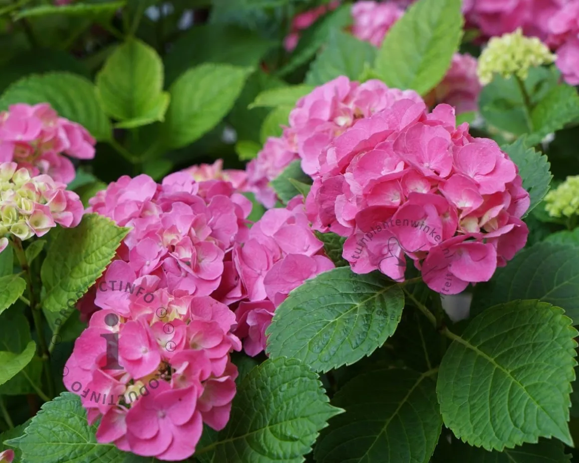 Hydrangea macrophylla 'Little Pink'