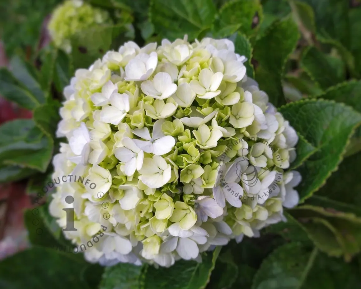 Hydrangea macrophylla 'Little White'