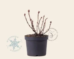 Hydrangea macrophylla 'Madame Emile Mouillere'