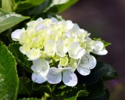Hydrangea macrophylla 'Madame Emile Mouillere'