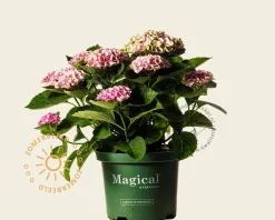 Hydrangea macrophylla 'Magical Revolution' - roze