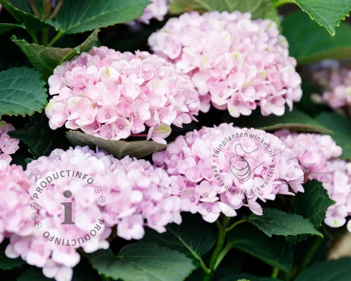 Hydrangea macrophylla 'Magical Revolution' - roze