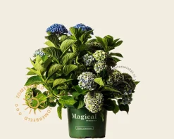 Hydrangea macrophylla 'Magical Revolution' - blauw