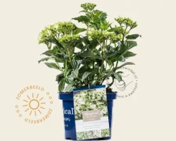 Hydrangea macrophylla 'Magical Noblesse'