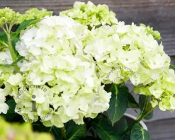 Hydrangea macrophylla 'Magical Noblesse'