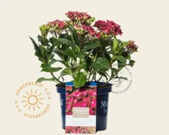 Hydrangea macrophylla 'Magical Sapphire'