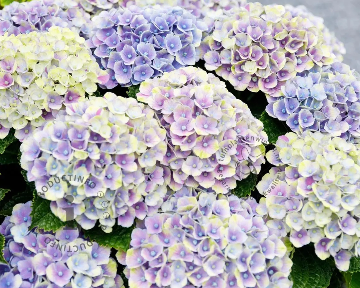 Hydrangea macrophylla 'Magical Amethyst' - blauw