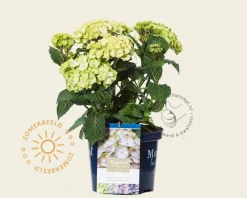 Hydrangea macrophylla 'Magical Harmony' (blauw)