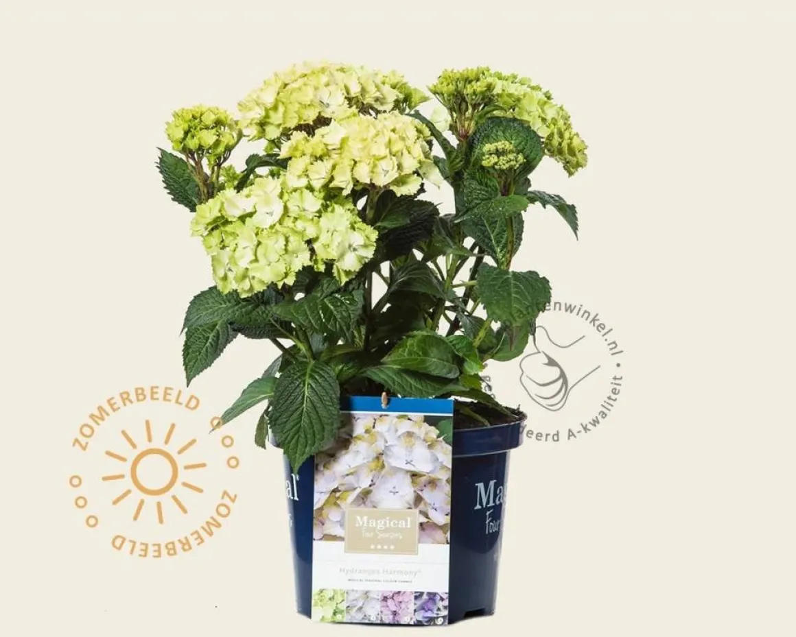 Hydrangea macrophylla 'Magical Harmony' (blauw)