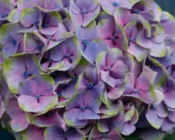 Hydrangea macrophylla 'Magical Harmony' (blauw)