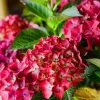 Hydrangea macrophylla 'Red Angel'