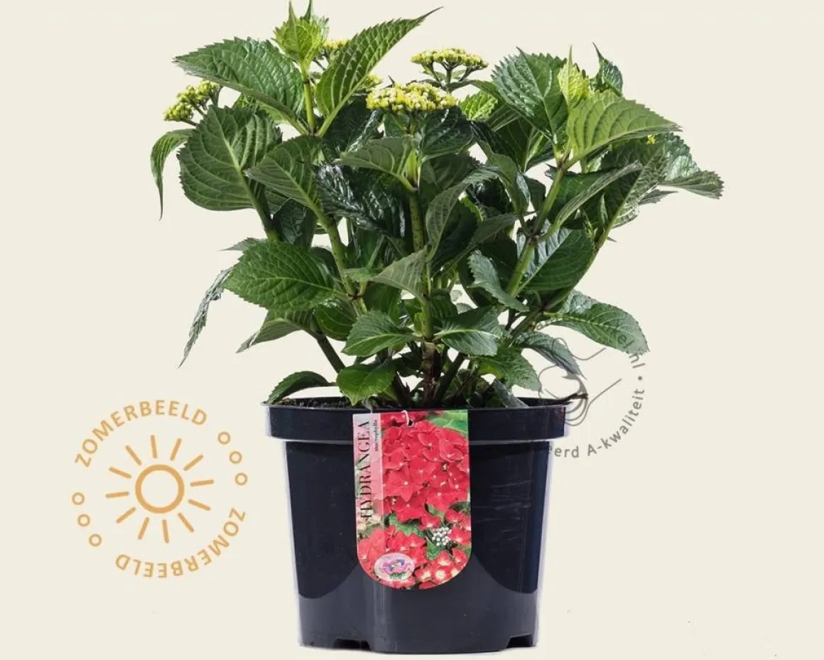 Hydrangea macrophylla - Rood