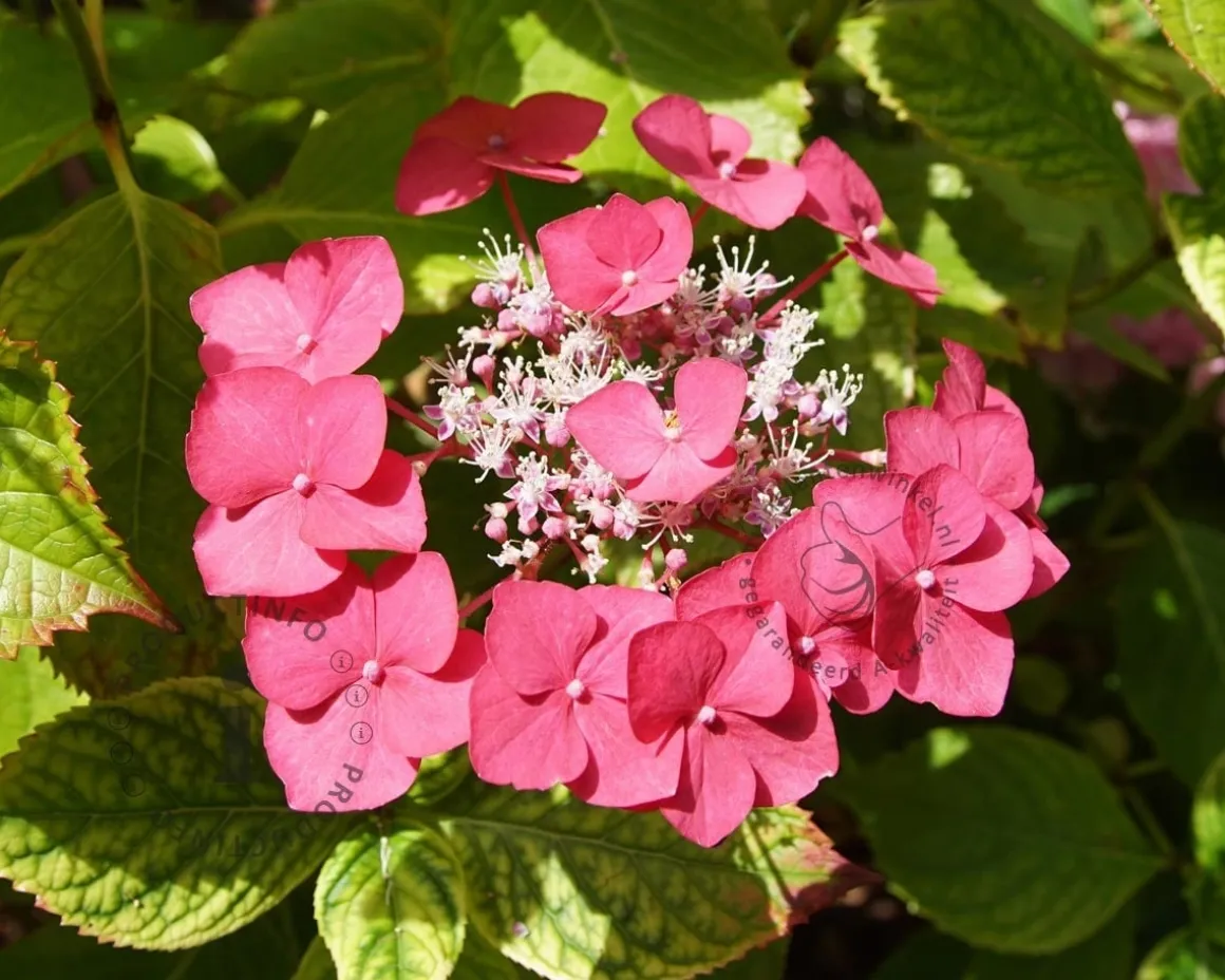 Hydrangea macrophylla 'Rotkehlchen'