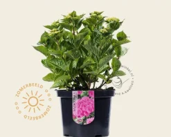 Hydrangea macrophylla - Roze